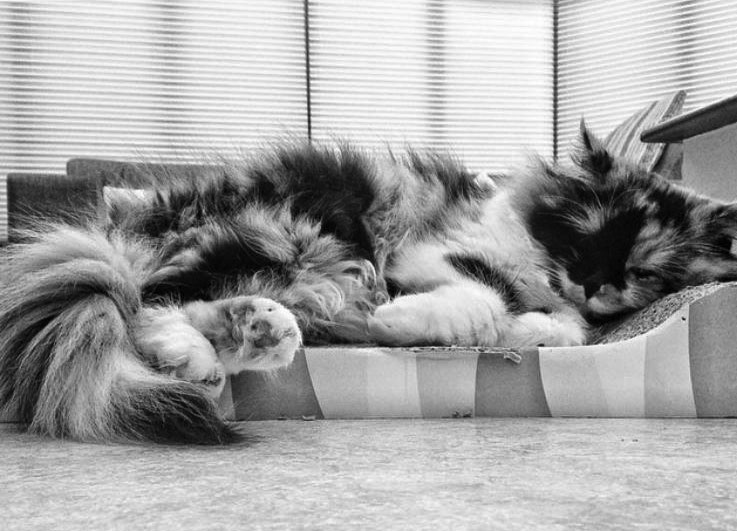 One of our cats