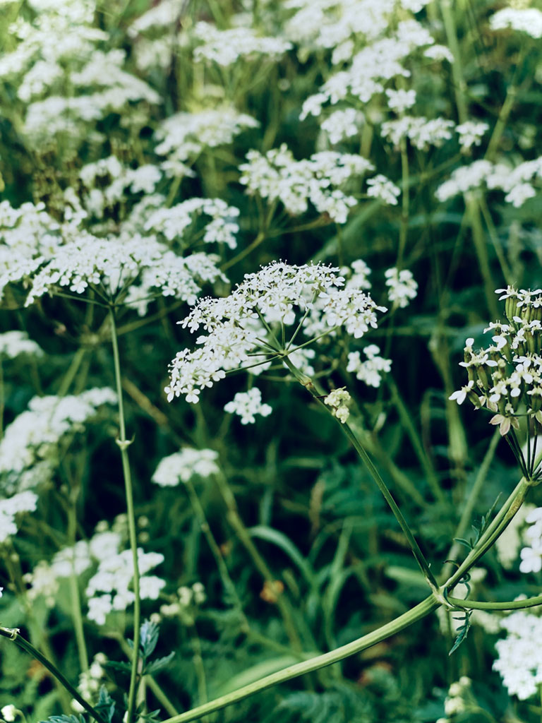 delicate flowers
