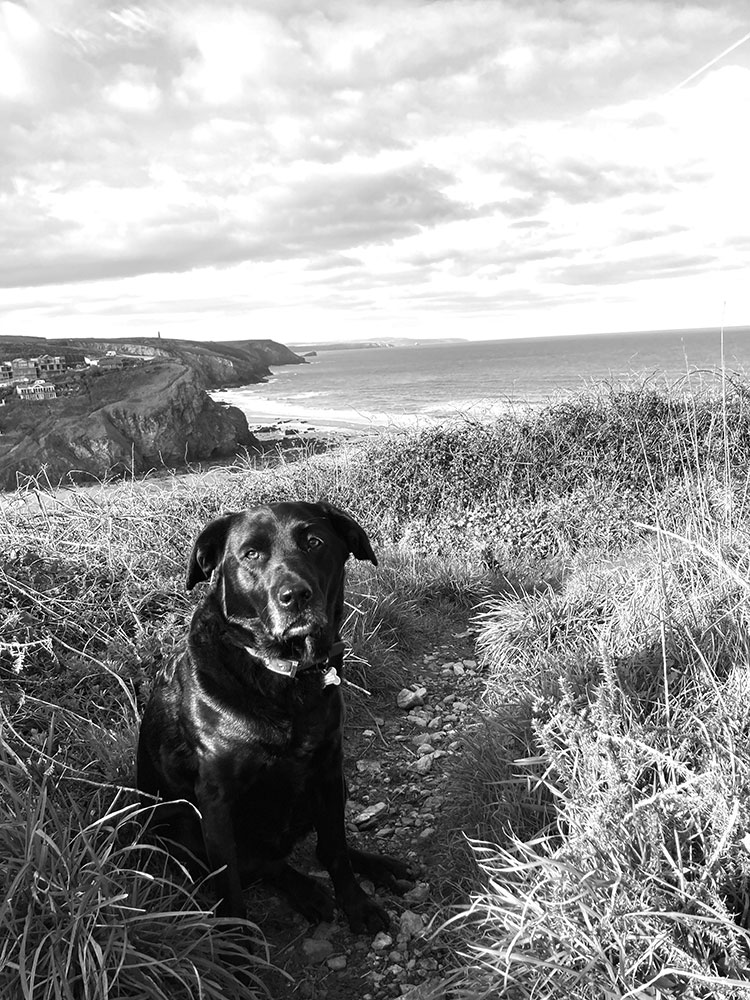 Our dog on holiday